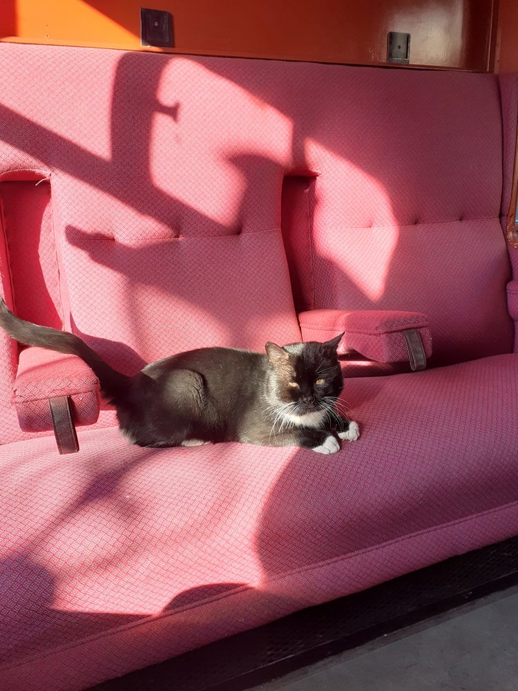 Barras the Station Cat.jpg