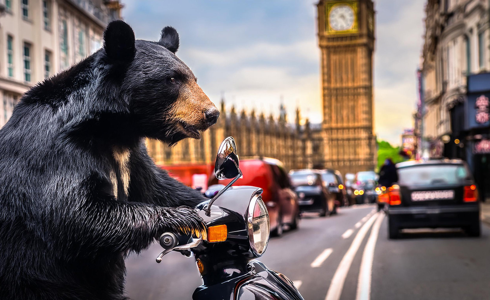 bear-touring-london-scooter.jpg