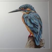 Brian's kingfisher.jpg