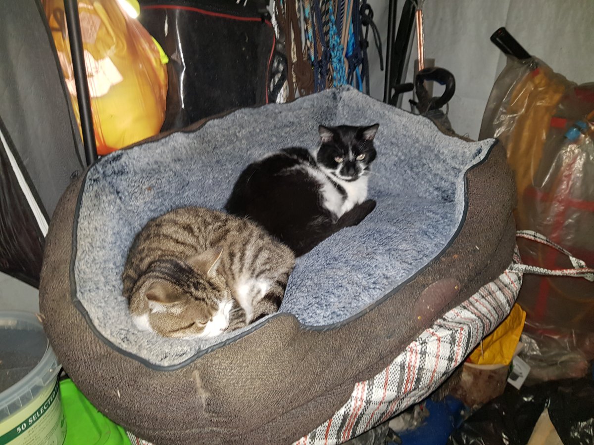 CatBed_2.jpg