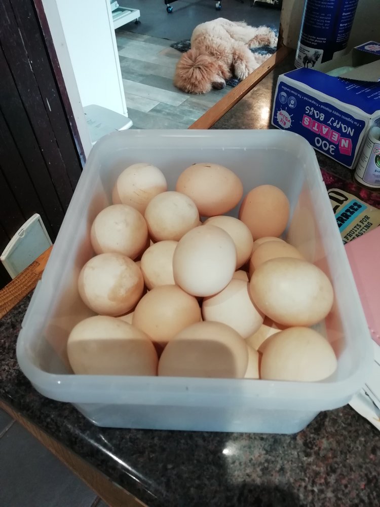 eggs june 2022.jpg