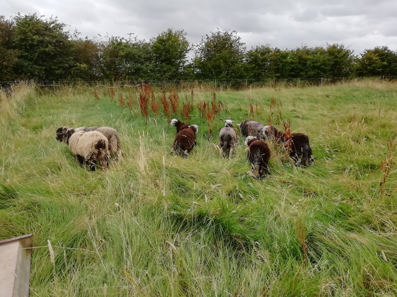 HERDWICKS 1 AUG 2024.jpg