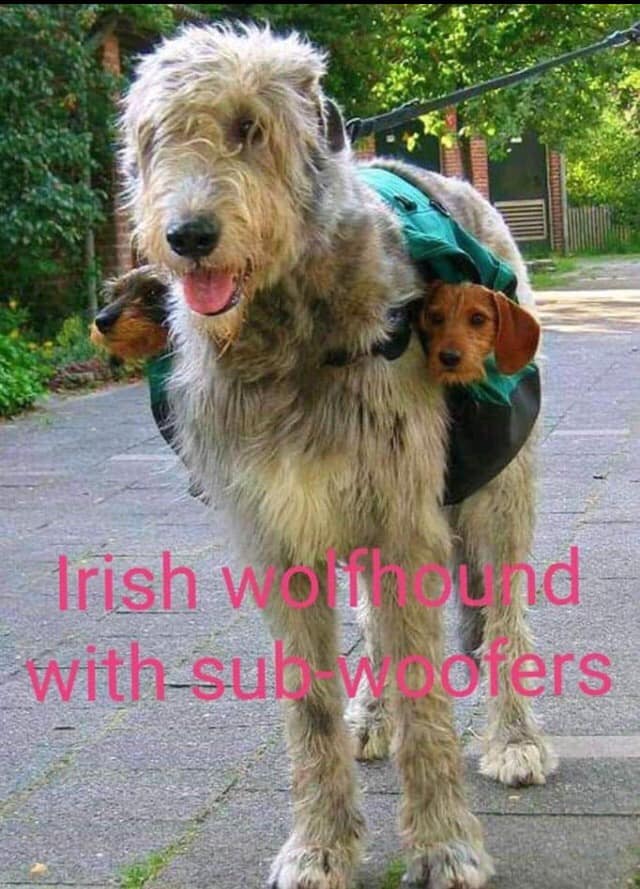 Wolfhound.jpg