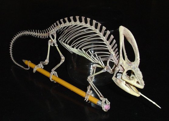 chameleon skeleton.jpg