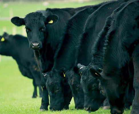 aberdeen-angus.jpg