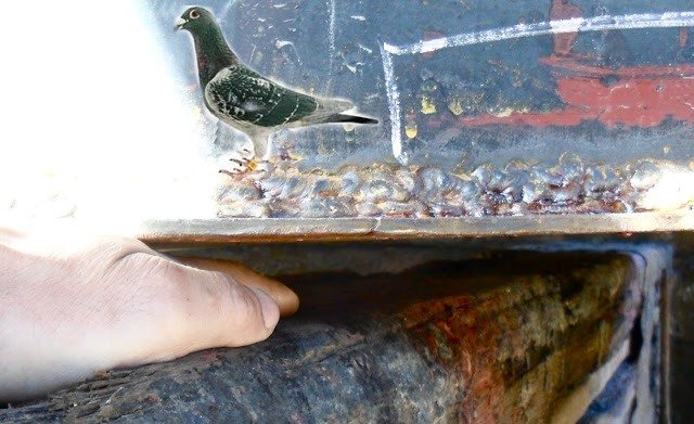 pigeon weld.JPG