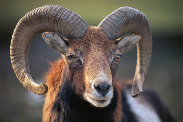 Mouflon-ram.jpg