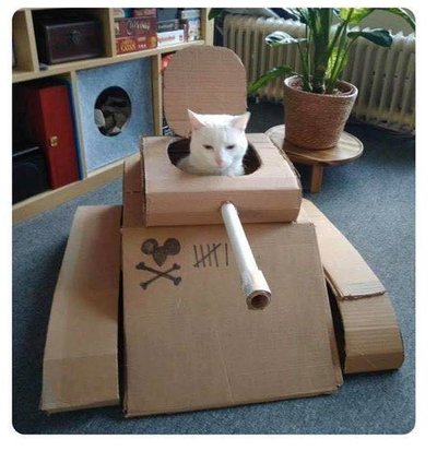 tank cat.jpg