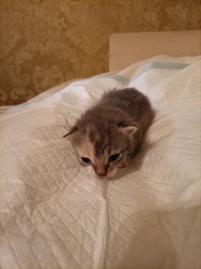 Kitten.jpg