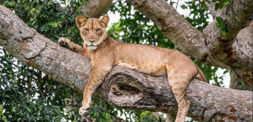 uganda-safari-tree-climbing-lion__large.jpg