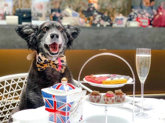 Dog-friendly-Afternoon-Tea-Radley-x-South-Place-Hotel-Belinha-Enjoys-Posh-Pooch-High-Tea.jpg